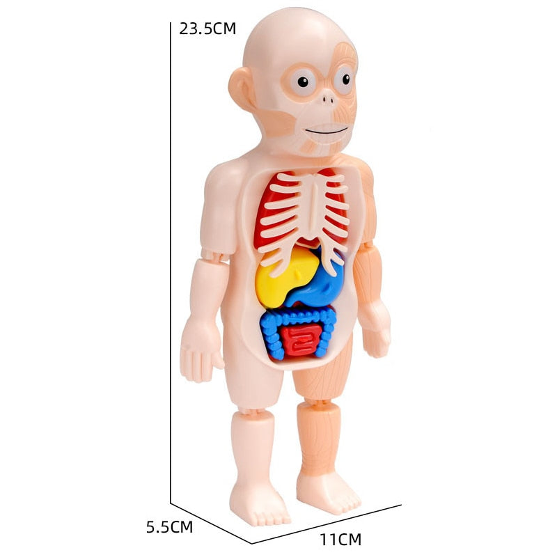 Brinquedo Educativo Conhecendo o Corpo Humano - Aprendizado Interativo para Crianças